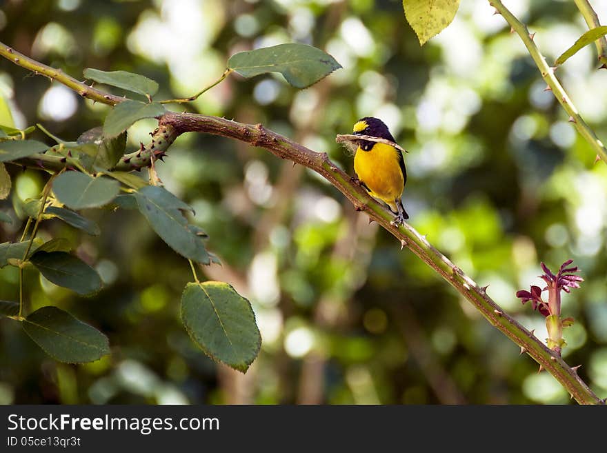 Bananaquit (Coereba flaveola)): the popular Sebito, common bird across much of Brazil. Bananaquit (Coereba flaveola)): the popular Sebito, common bird across much of Brazil