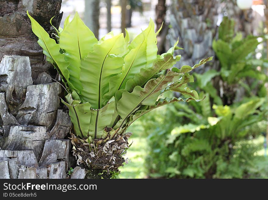 Green leaves large shrubs in The Garden. Green leaves large shrubs in The Garden.