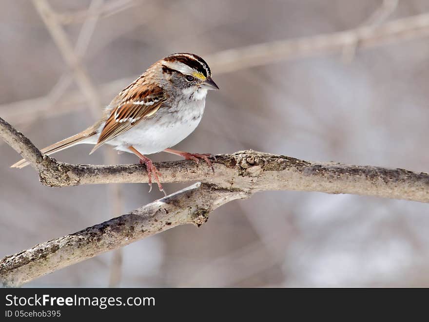 White-throated Sparrow, Zonotrichia albicollis