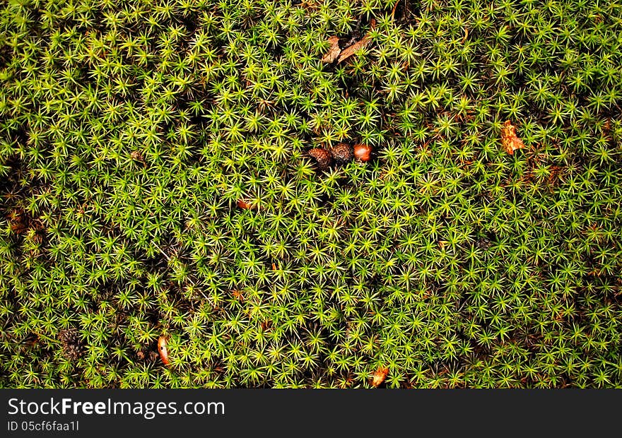 Small green plants in a spring forest. Small green plants in a spring forest