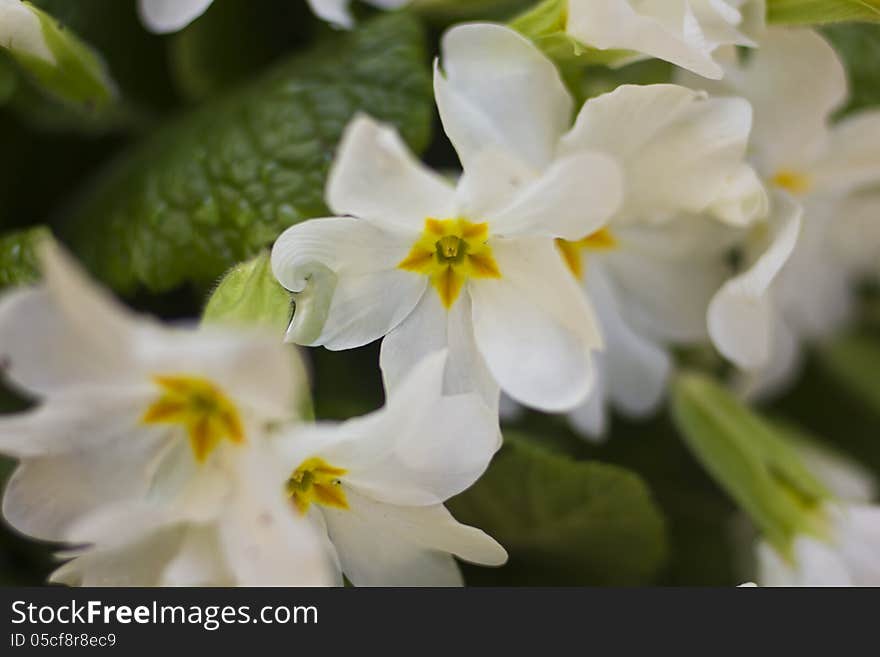 Macro photo of beautiful spring flowers.