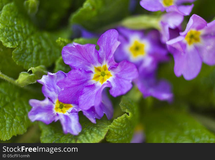 Macro photo of beautiful spring flowers.