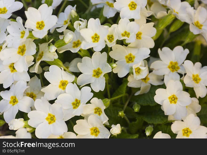 Macro photo of beautiful spring flowers.