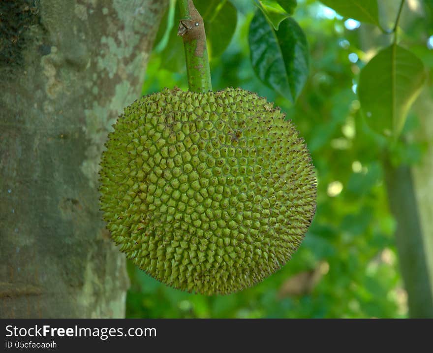 Green jackfruit on tree