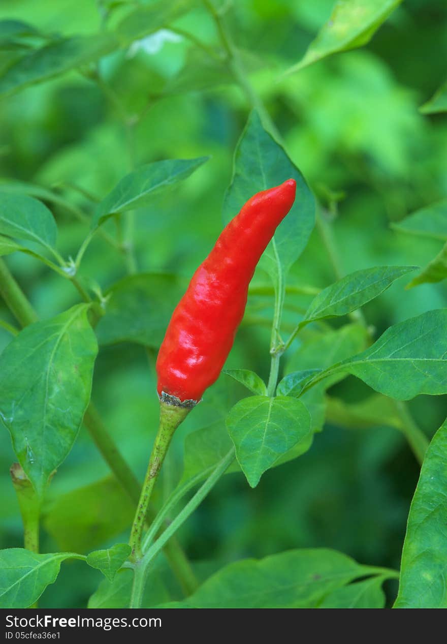 Closeup of red chilli pepper