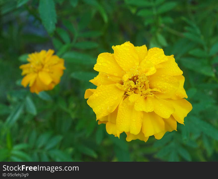 Yellow marigold flower