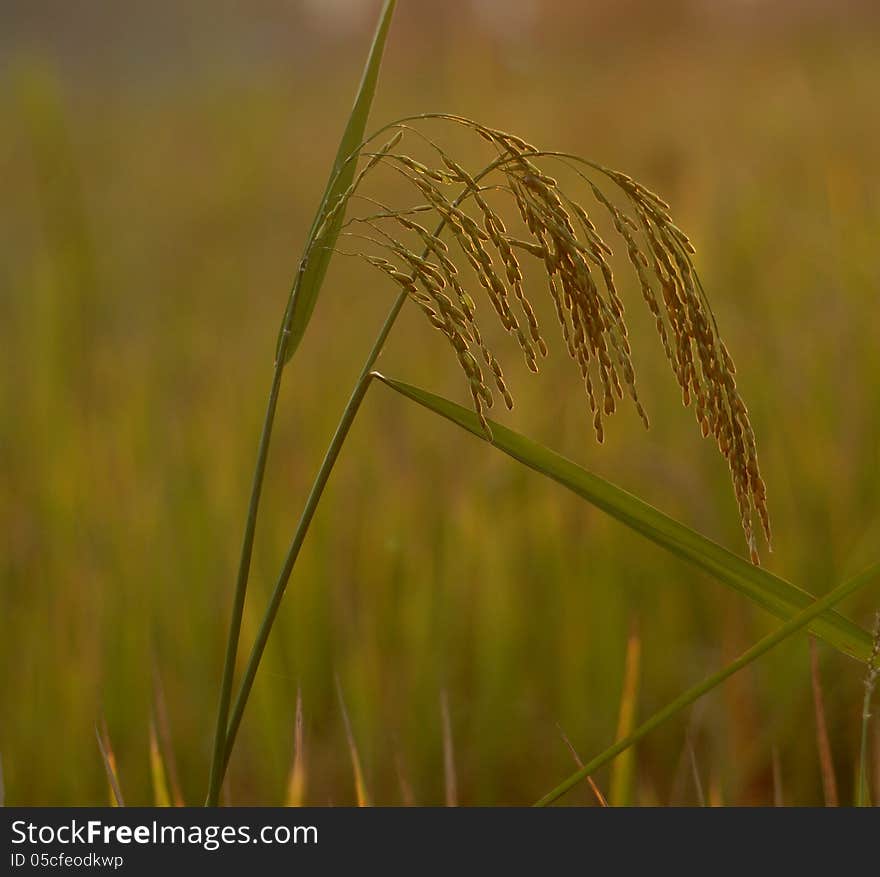 Rice in nature field