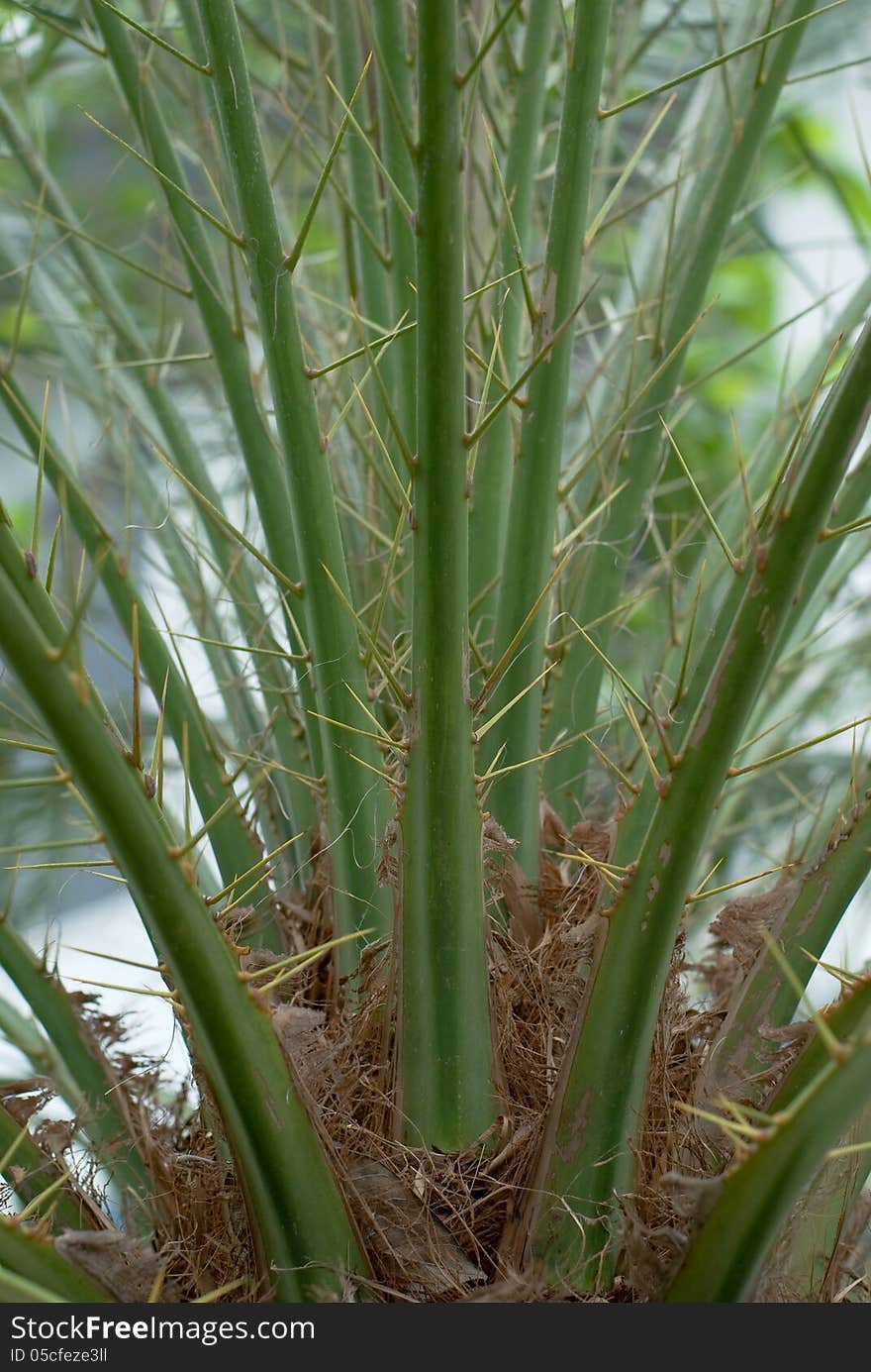 Detail of palm tree branches