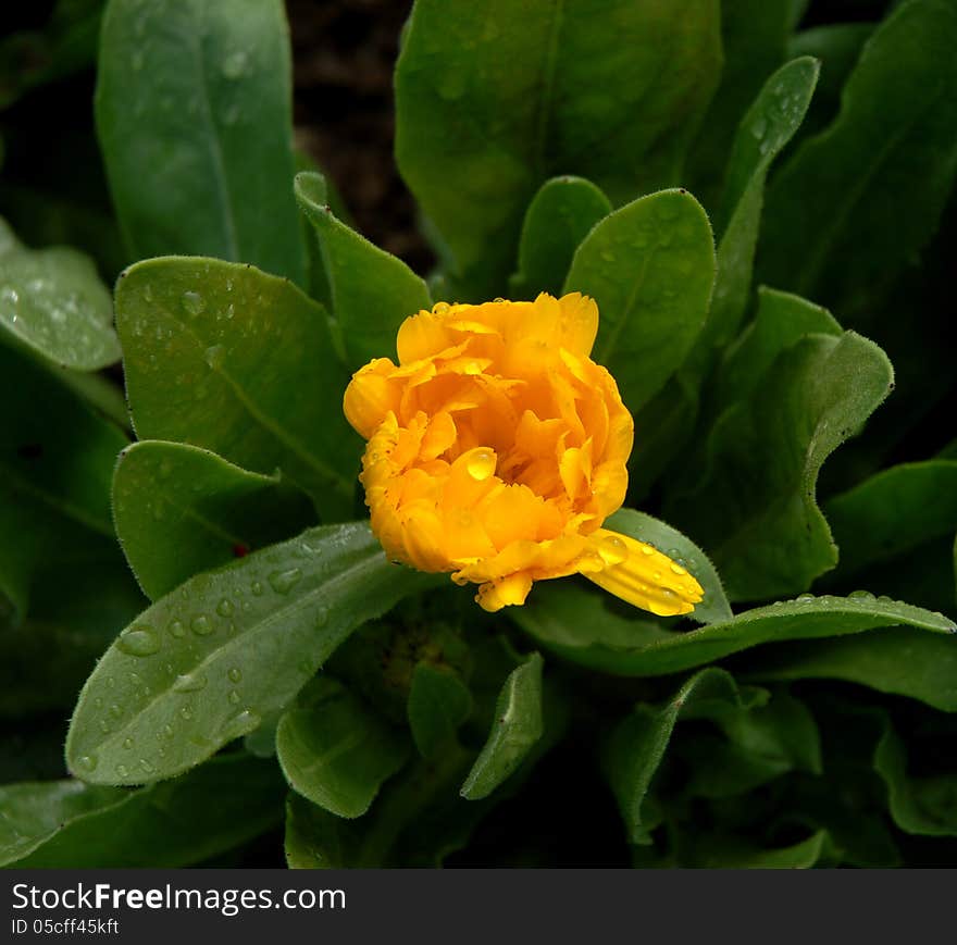 Bud of yellow flower on green leaves