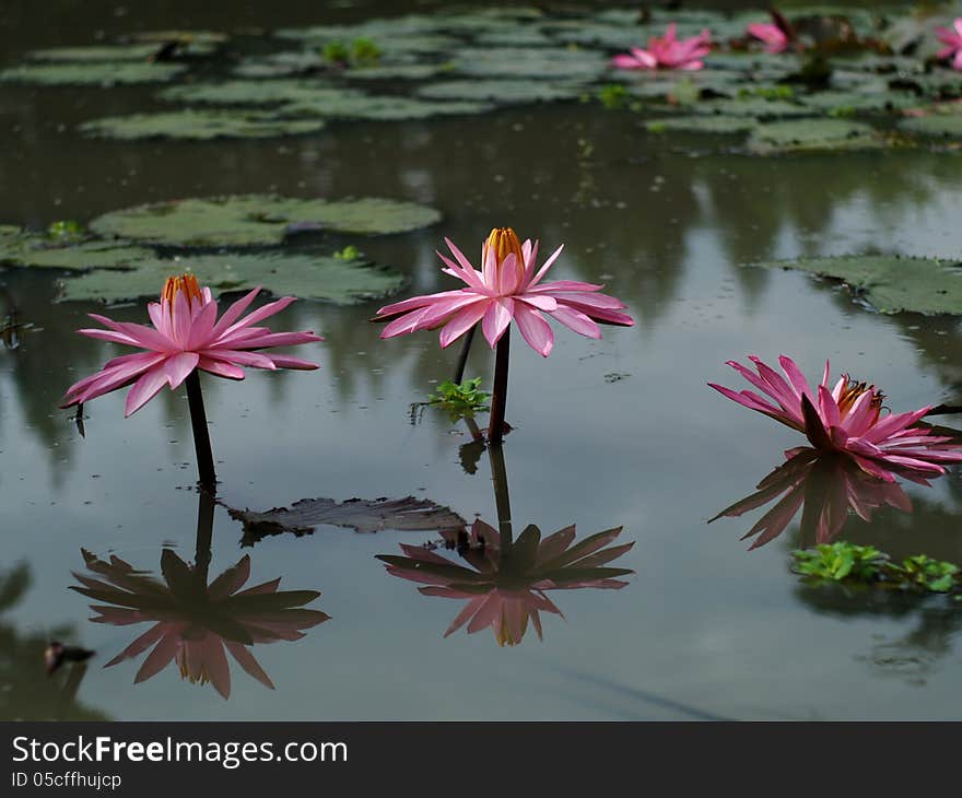 Pink lotus flower