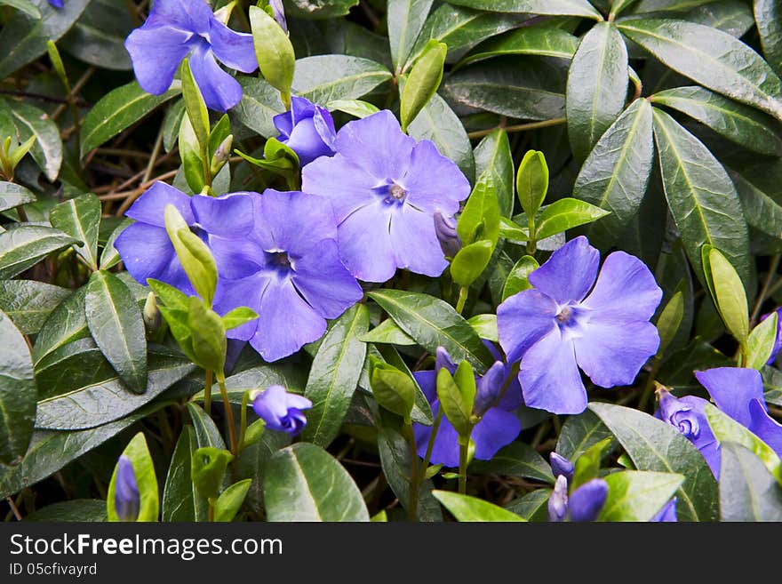 Blue petunia blossoming flowers