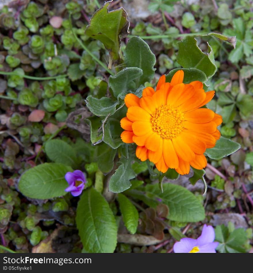 Gerbera Calendula blossoming flower on green background. Gerbera Calendula blossoming flower on green background