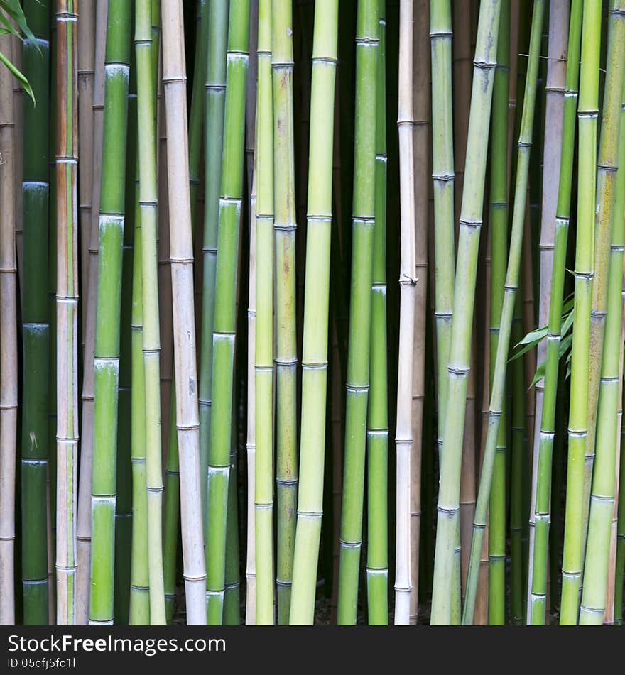 Bamboo tree wood background