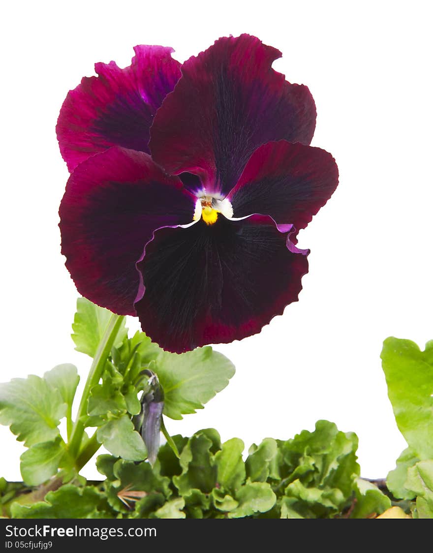 Close Up Of Pansy Flower