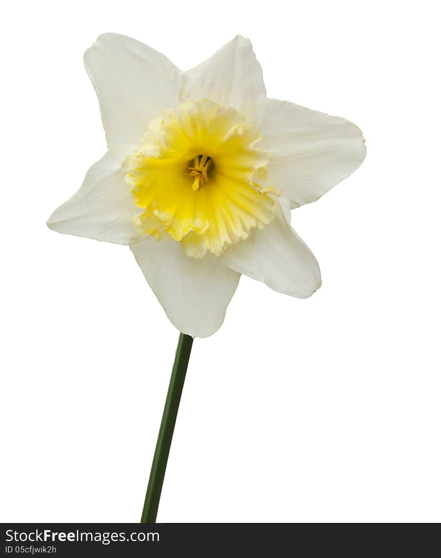 Lent lily in full bloom on white background