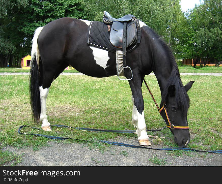 Black and white pony with a saddle is grazed