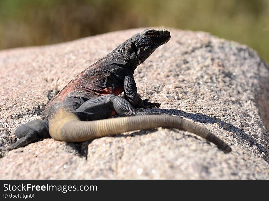 A chuchwalla lizard sits on a rock in the sun