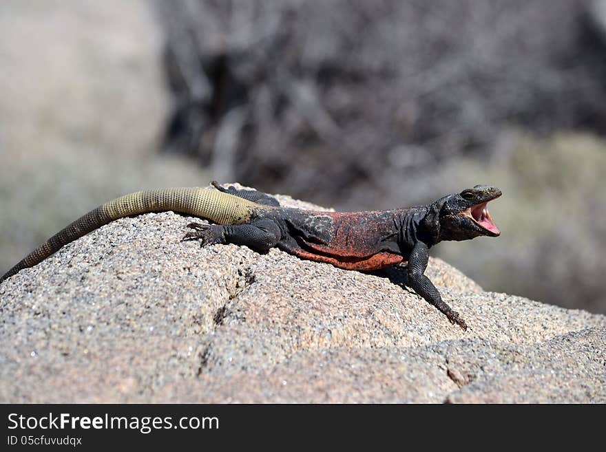 A chuchwalla lizard sits on a rock in the sun