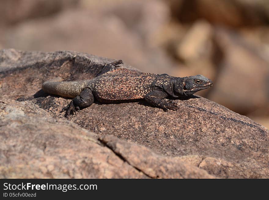 A chuchwalla lizard sits on a rock in the sun