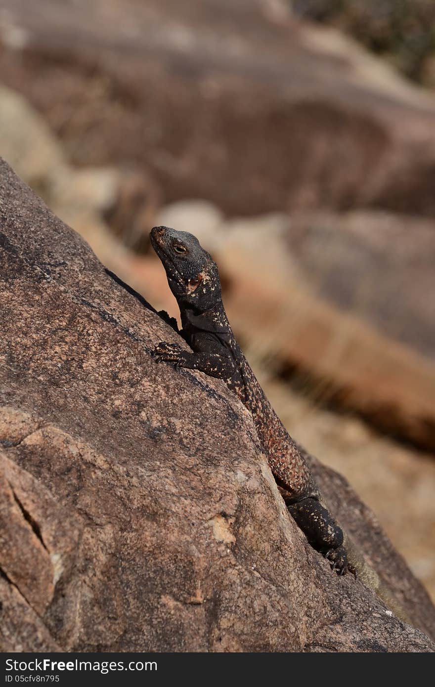 A chuchwalla lizard sits on a rock. A chuchwalla lizard sits on a rock