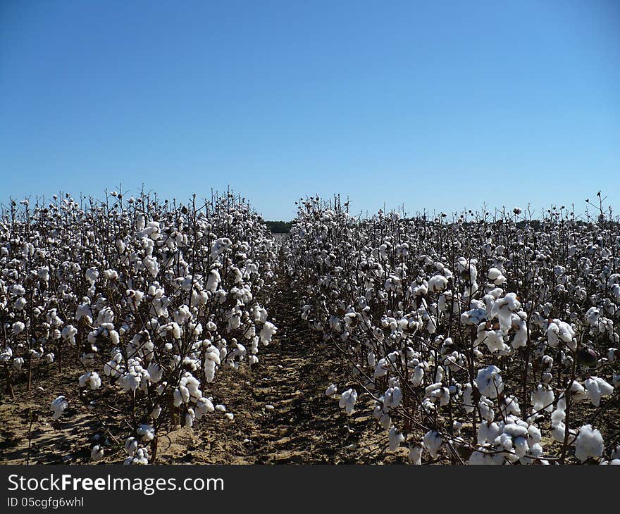 Cotton field on a clear day with blue sky and white cotton flowers looking down row. Cotton field on a clear day with blue sky and white cotton flowers looking down row.