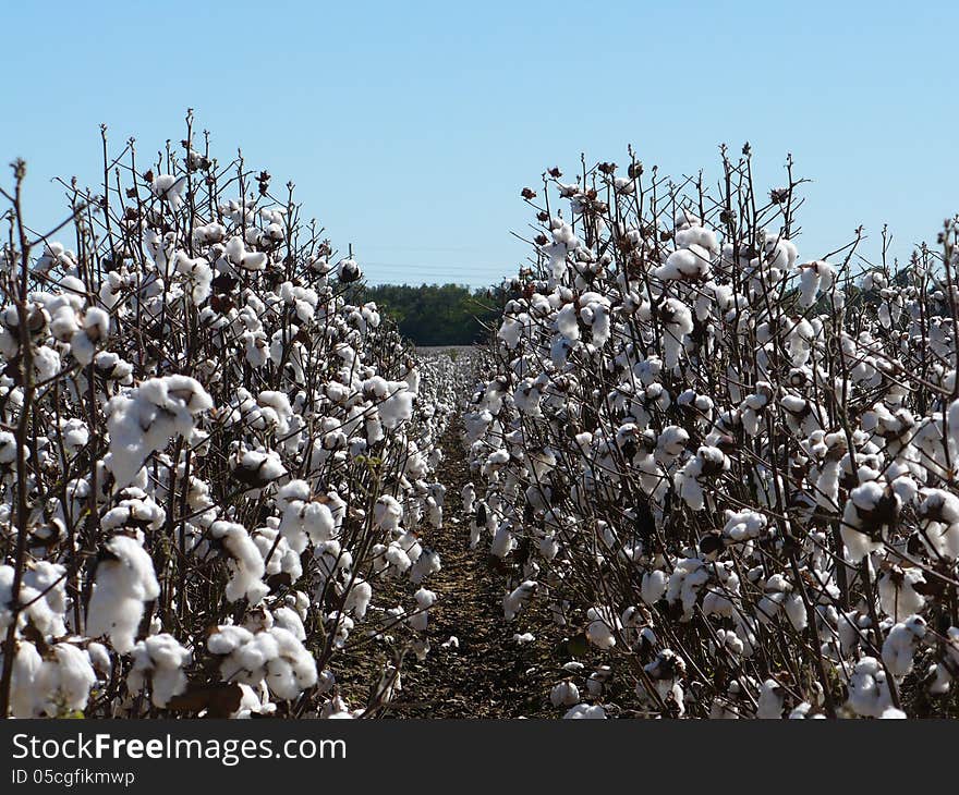 Cotton field on a clear day with blue sky and white cotton flowers looking down row. Cotton field on a clear day with blue sky and white cotton flowers looking down row.