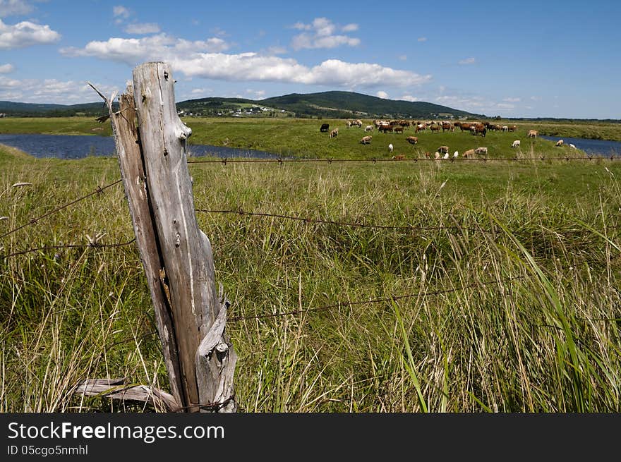 Fence post in the foreground with water and large field with cows and a small Atlantic town in the background. Fence post in the foreground with water and large field with cows and a small Atlantic town in the background