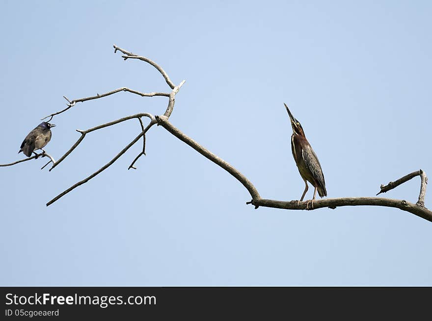 Selective focus Green-backed heron standing on a branch looks up with blackbird on the far edge of the branch. Selective focus Green-backed heron standing on a branch looks up with blackbird on the far edge of the branch