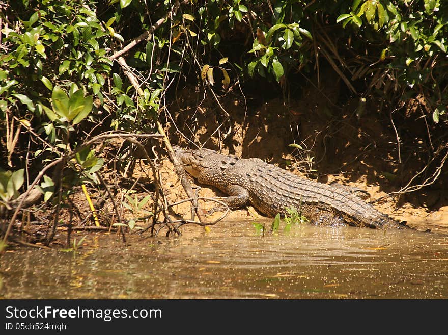 Crocodile Sunbathing