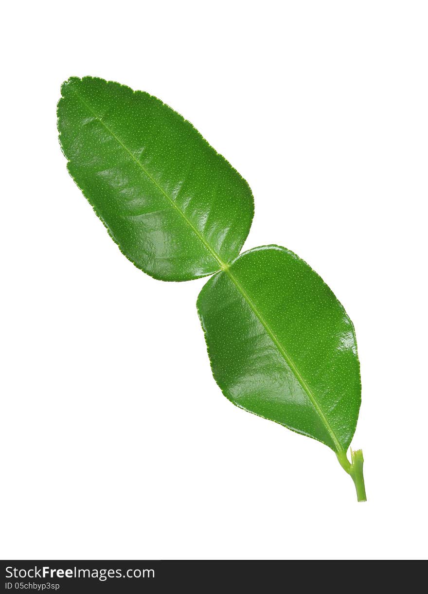 Kaffir lime leaf