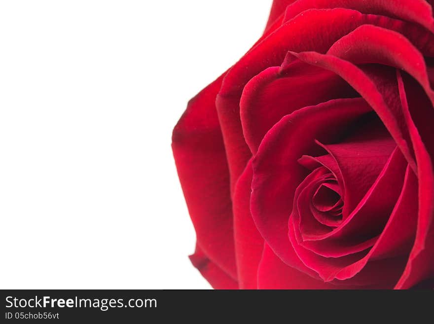 Red rose isolated on white background