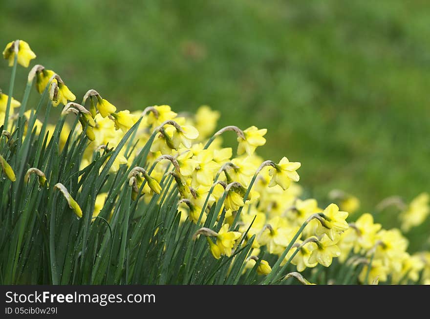 Detail of field of yellow daffodiels