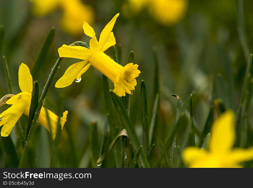 Yellow daffodiels under the rain