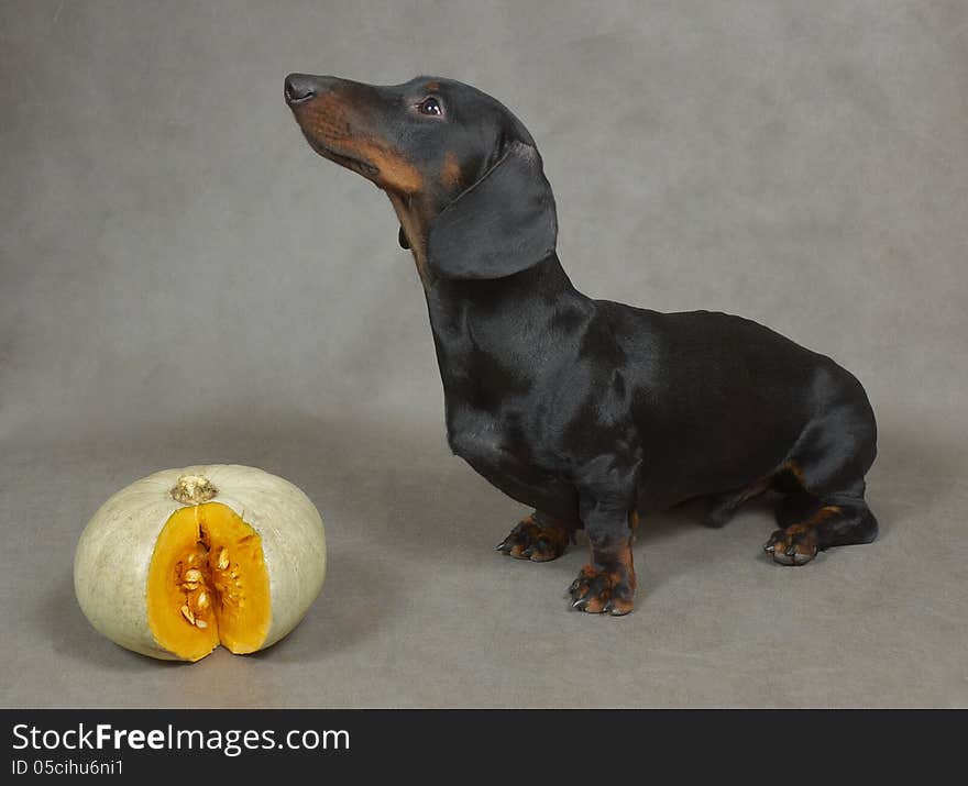 Young black and tan dachshund and cut pumpkin on gray background