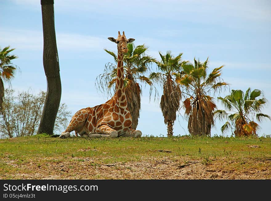 Giraffe licking his lips in Bush Gardens