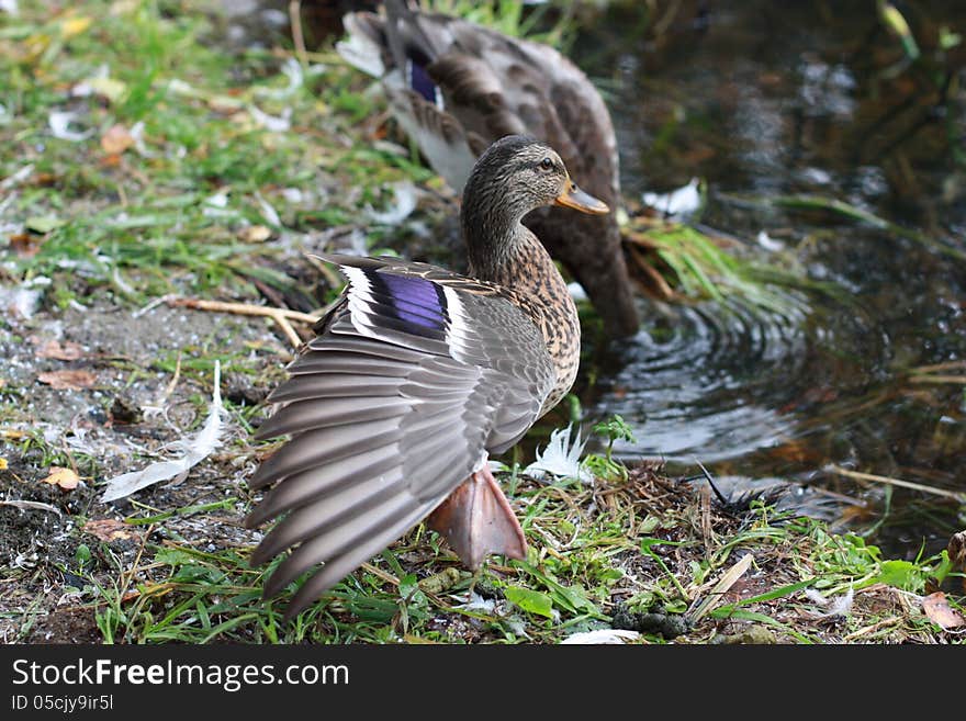 Duck Streching