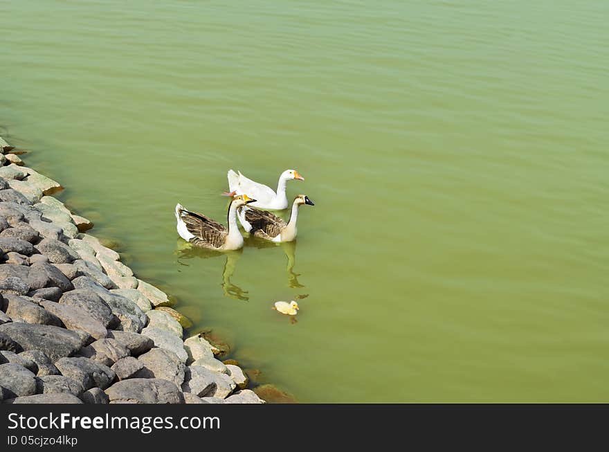 Wild duck near lake pond or river bank