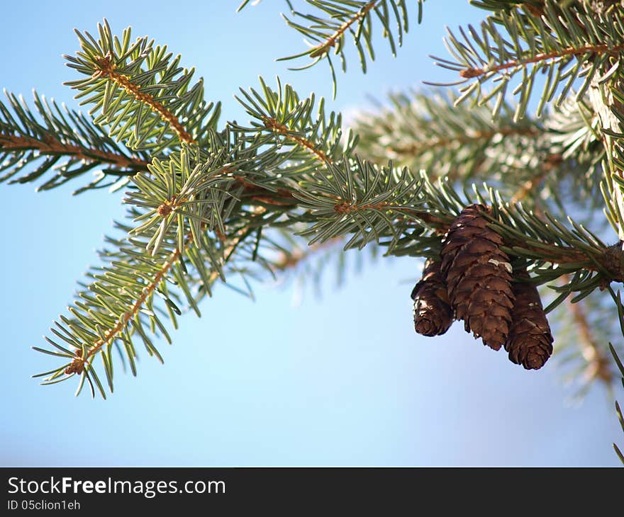 Pine Cones In Tree