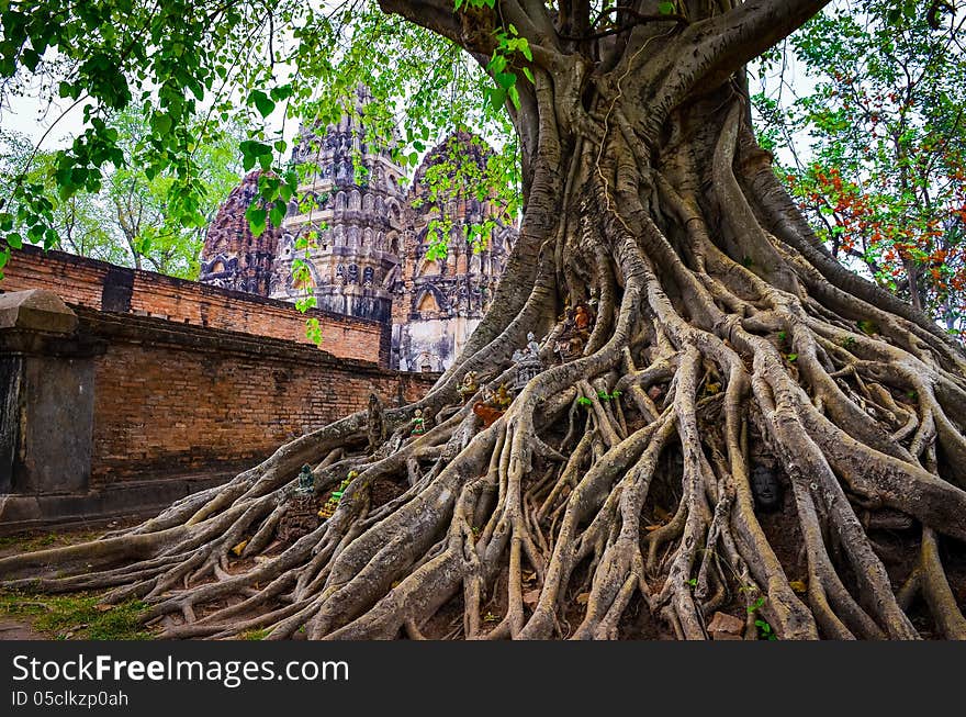 Tree Roots In Sukhothai Historical Park With Temple Background