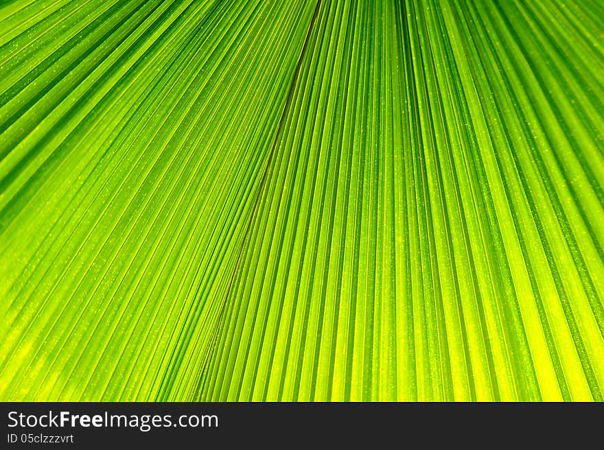 A leaf texture with daylight passing through.