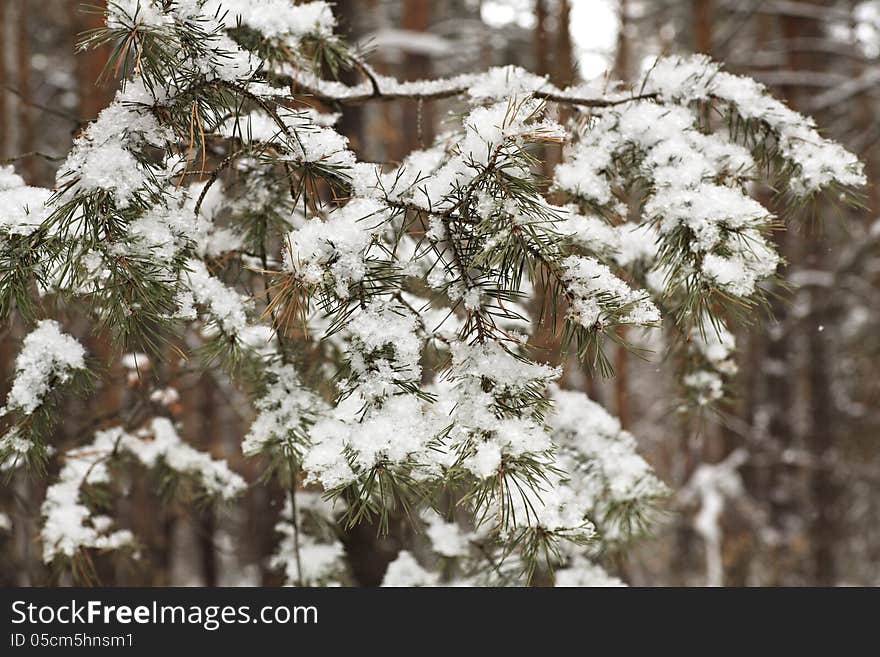 Beautiful winter forest