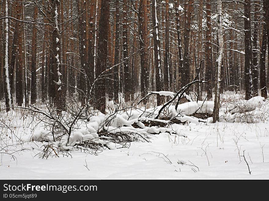 Beautiful winter forest