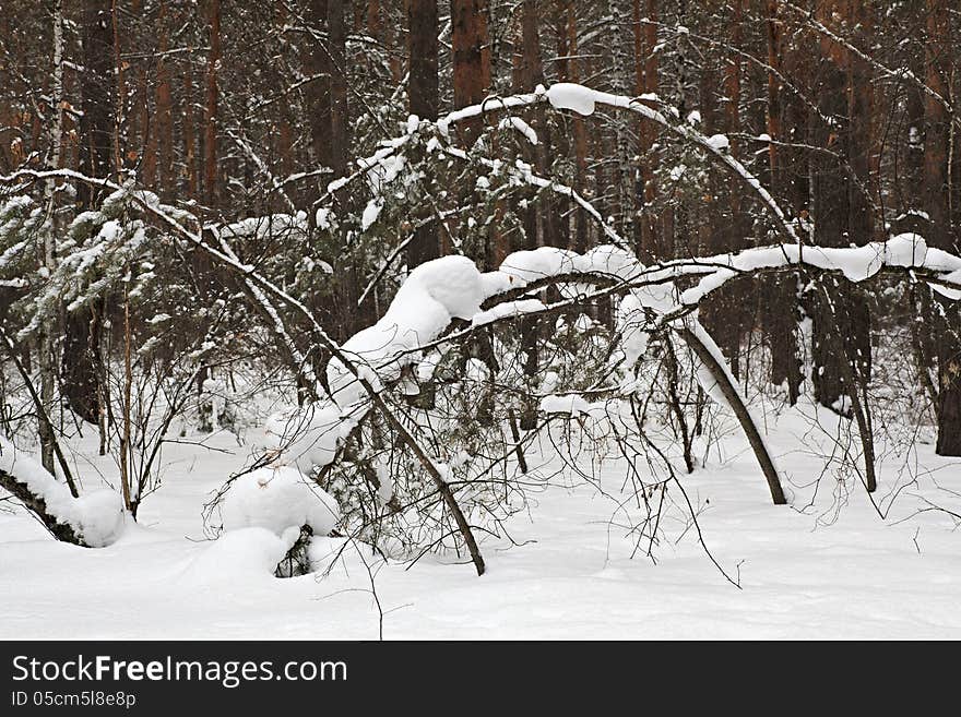 Beautiful Winter Forest