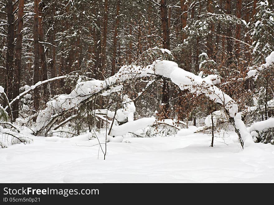 Beautiful winter forest