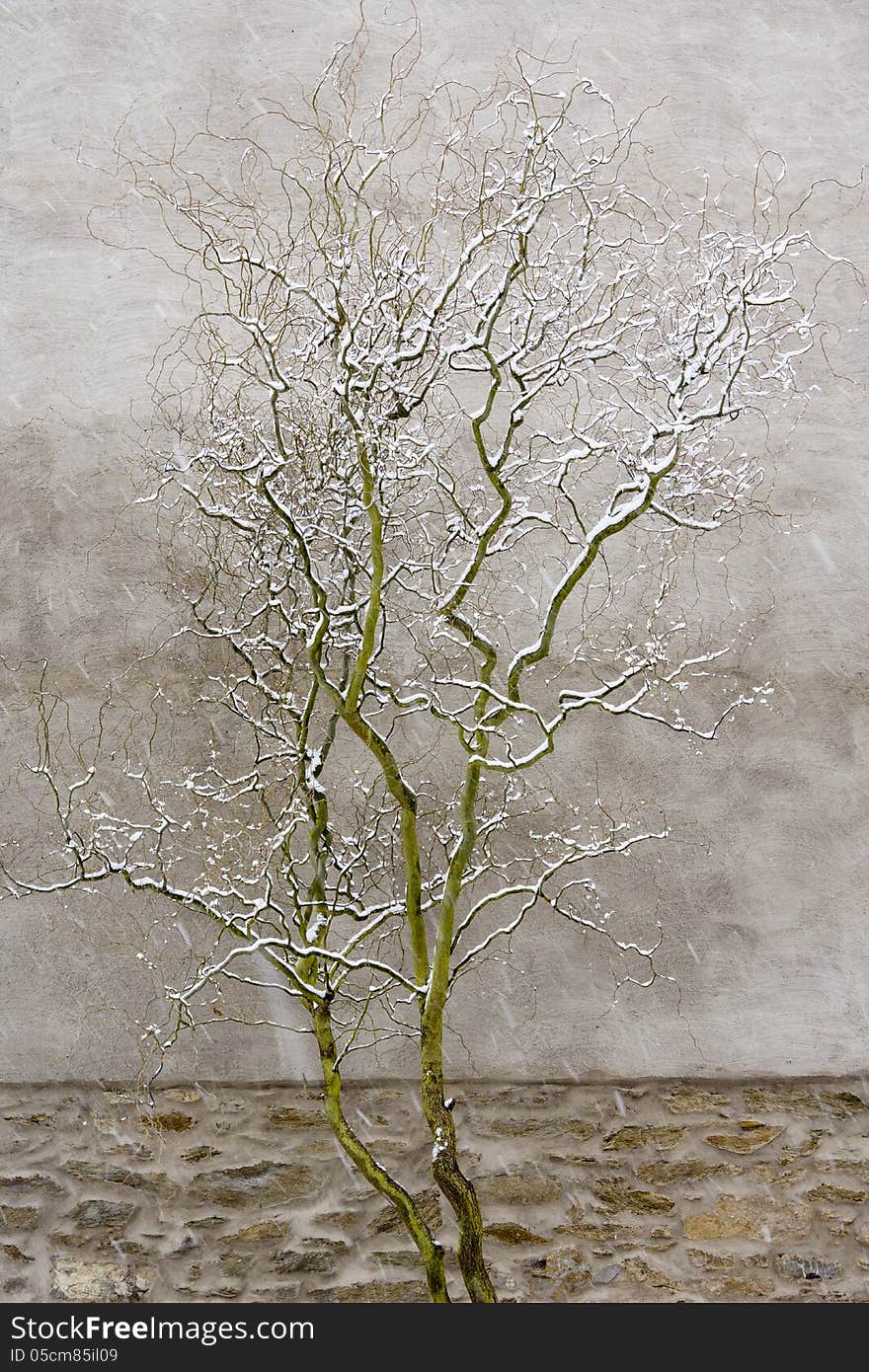 Lonely tree in winter with a wall as background