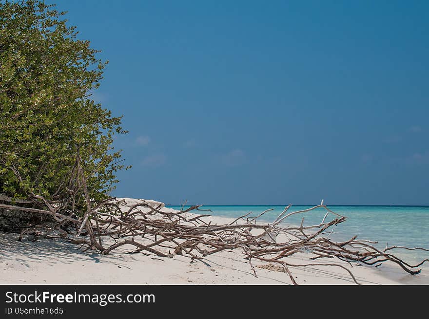 Deadwood On White Sand Beach And Palm Tree