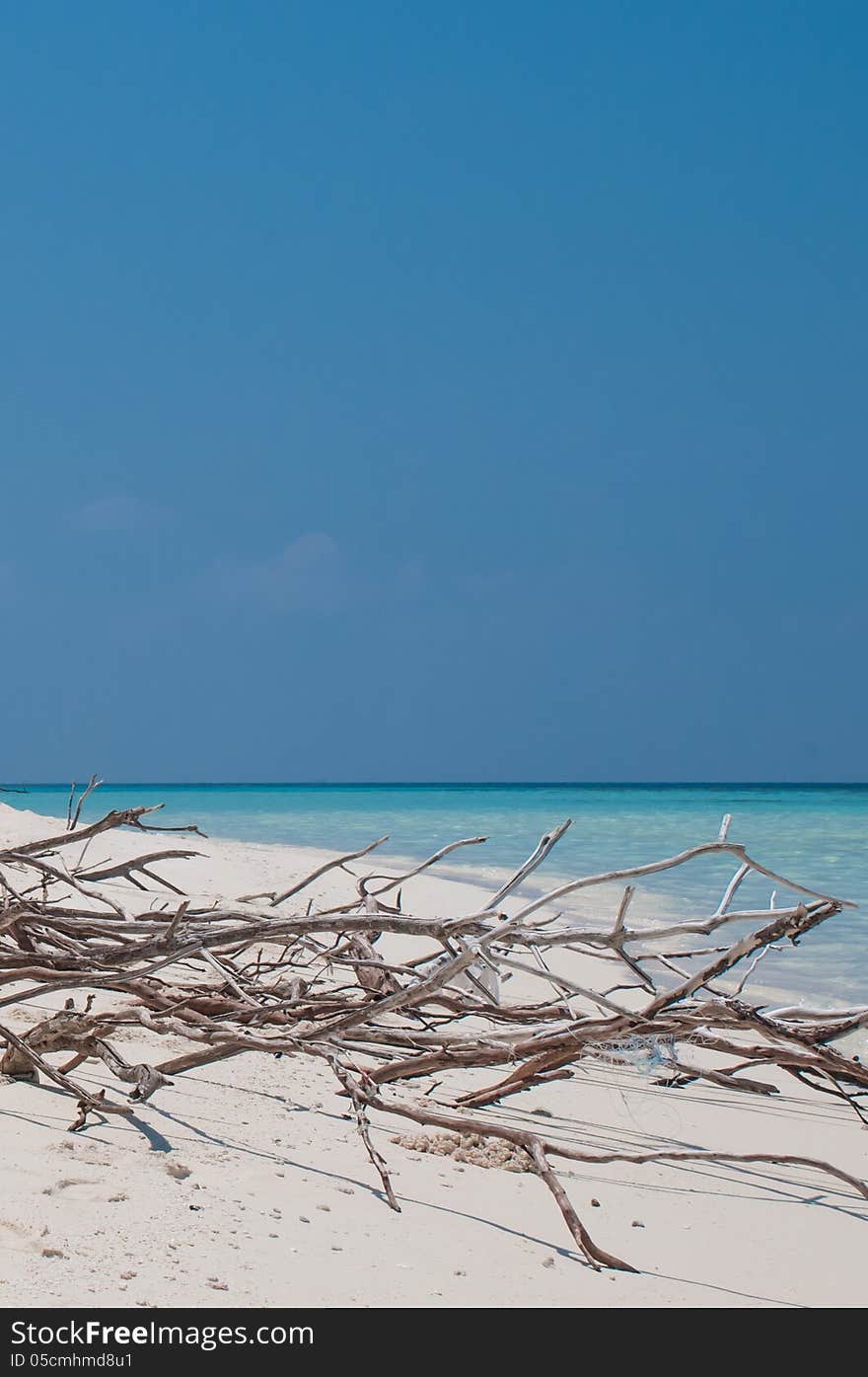 Deadwood on white sand beach front of palm tree of paradise island