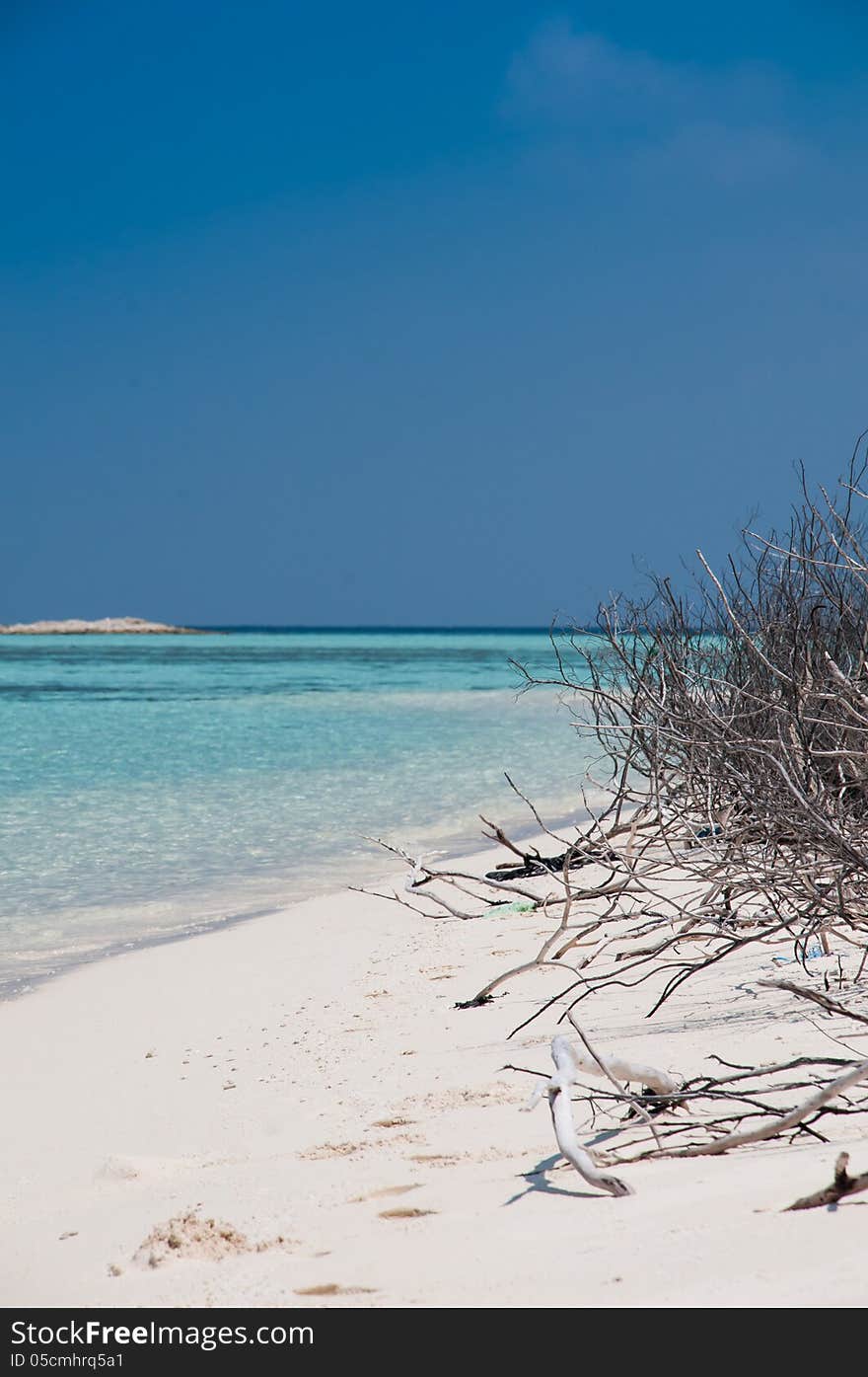 Dry Tree At Beach