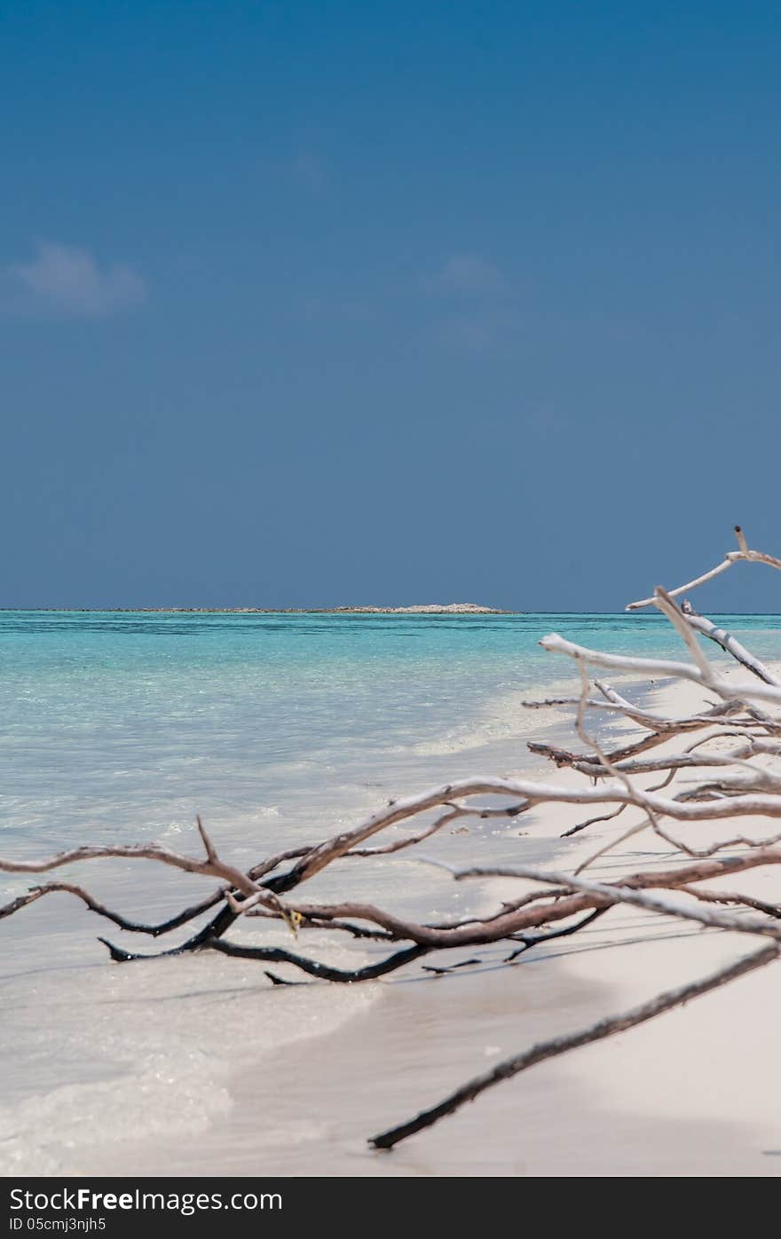 Tree Roots Exposed On Sandy Ocean Beach