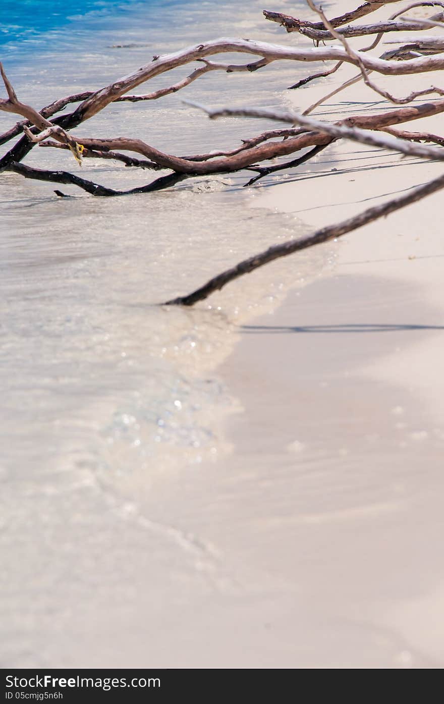 Tree roots exposed on sandy ocean beach